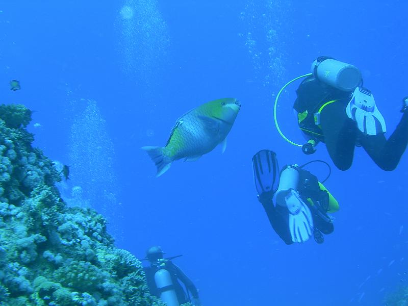 MANGROVE 07  2008 205.jpg